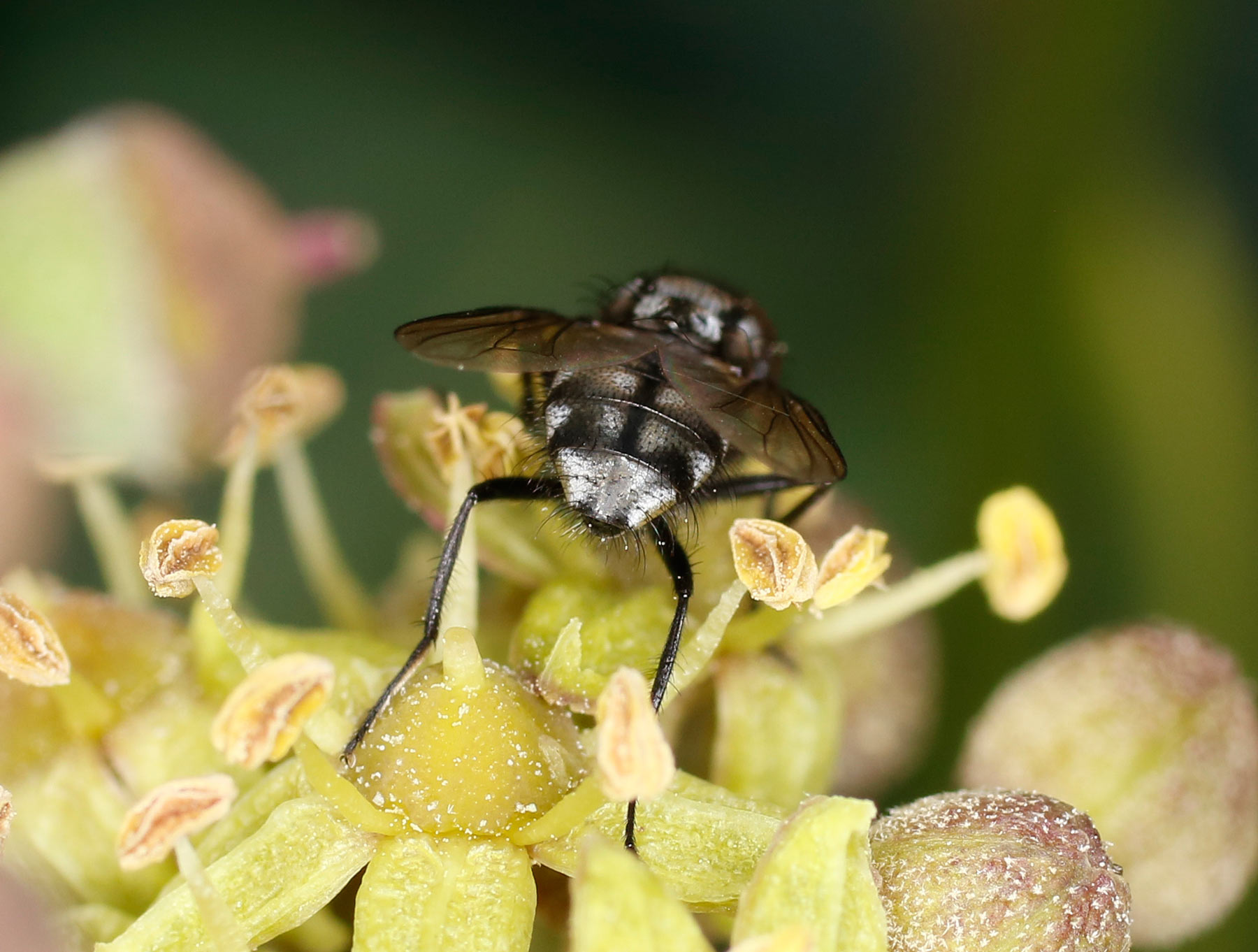 Muscidae: Morellia cfr. hortorum